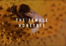Miracles of the Quran The female honeybee