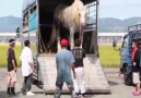 Mira el tamao de ese caballo! Crditos Vdeos da Roça