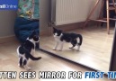 Mirror mirror on the wall, who's the furriest of them all?