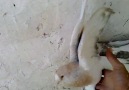 miskiler