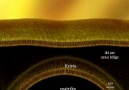 Mitokondride ETS ile ATP sentez mekanizması(Kemiosmotik Hipotez)