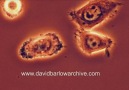 Mitoz bölünme-İnsan epitel hücreleri