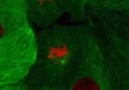 Mitoz Bölünme (Mikroskobik Video)