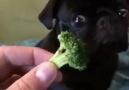 mmmm. brokoli…….