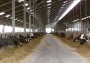 Modern Hayvan Çiftliği