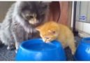 Mom cat teaches kitten how to drink