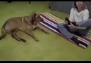 Mom Doing Yoga With The Dog