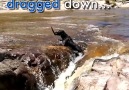 Moment dog saves his floundering friend from raging river rapids