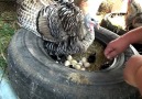 Mom turkey hatching