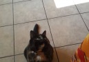Mon chat hypnotisé par du candy'up x'D