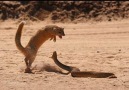 Mongoose hunts Cobra on the road.