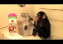 Monkey and bath