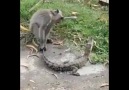 Monkey and Crocodile