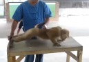 Monkey does Push Up's And Sits Up