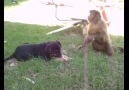 Monkey & Dog Sharing Loli-Pop Is Hillarious :D