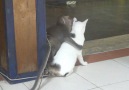 monkey kissing cat lol