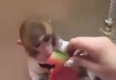 Monkey loves watermelon