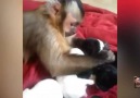 Monkey   Puppies = Total Cuteness Meltdown