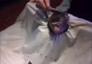 Monkey sheet cut )