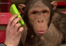 Monkeys React To iPad Magic