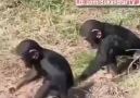 Monkeys wanna have fun - LOL