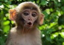 Monkey Temple - Swayambhunath - Katmandu Nepal! )