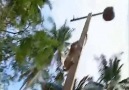 Monkey Trained To Pick Coconuts