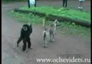 Monkey VS Dog!