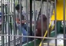 monkey   vs man