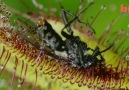 Monster plants lure victims into their deadly clutches Credit Barcroft TV