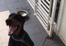 9 months old Doberman Puppy for sale!... - Sunny Canine Academy