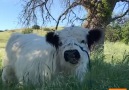 Moochi The Mini Cow is like a great big puppy. Were in LOVE!