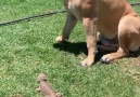Moose (bullmastiff) and Groot want to... - Snake Catchers Adelaide