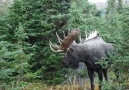 Moose Man Nature Photos - Wait for it....wait for it Facebook