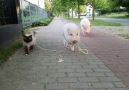 Moritz the pig takes his pal for a walk!(Video youtube.comusereberkopf)