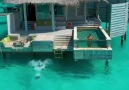 Morning swim in paradise Six Senses Laamu Maldives Missangievilla