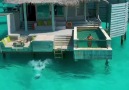 Morning swim in paradise Six Senses Laamu Maldives Missangievilla