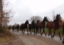 morning walk for horses