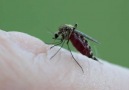 Mosquito Feeding... closeup.