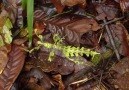 Moss Mimic Stick Insect, Trychopeplus sp.