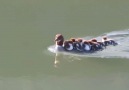 Most Adorable Ship. Video by Woodfibrebirder