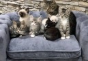 Most amazing photo shoot ever!!! (By Tinykittens)