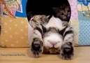 Most Polite Kitten Climbs Over His Sleeping Sibling!