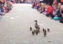 Mother duck leads her ducklings through hallways