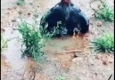 Mothers love never end - Mr stupid scientist