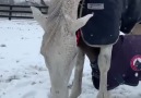 Mothers Love!!She is just keeping him warm and the snow off.So beautiful!