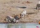Mother zebra tries to protect her foal from the dominant male