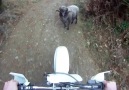 Motorcuya yol vermeyen keçi :)))