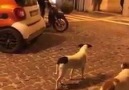 Motorla köpeklerden nasıl kaçılmaz D D