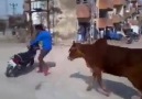 Motorla şov yaparken inekler tarafından kovalanmak